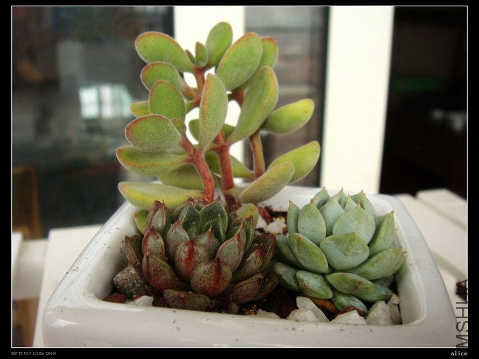 �ͽ� ¶��.JPG