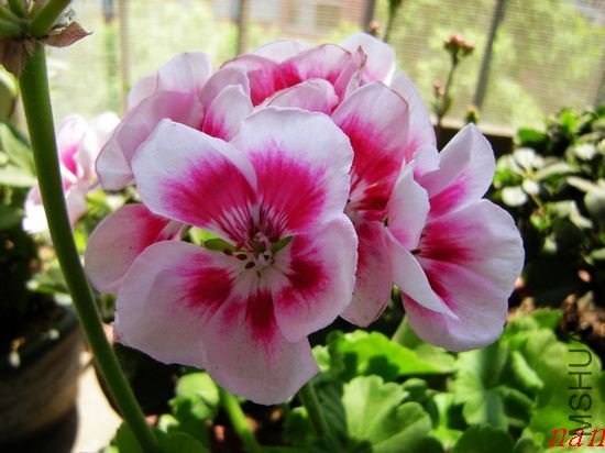 DSCN1775.jpg