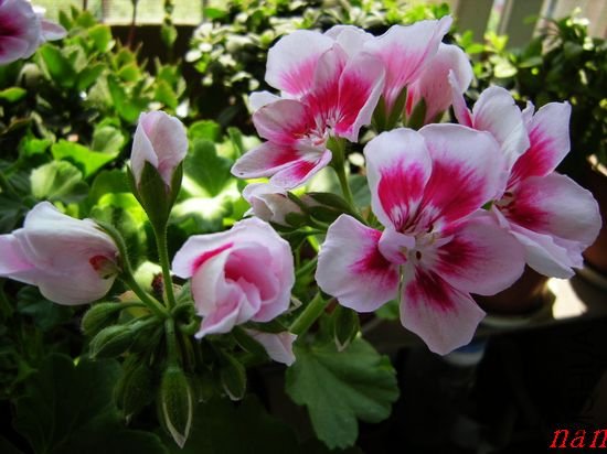 DSCN1774.jpg