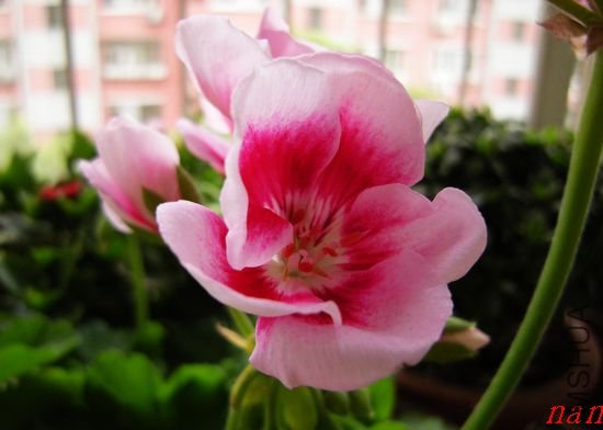 DSCN1656.jpg