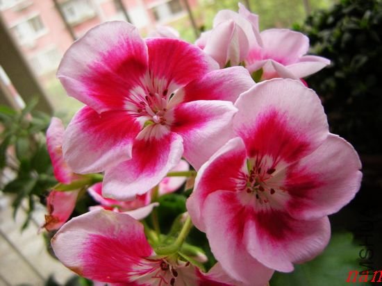 DSCN1657.jpg
