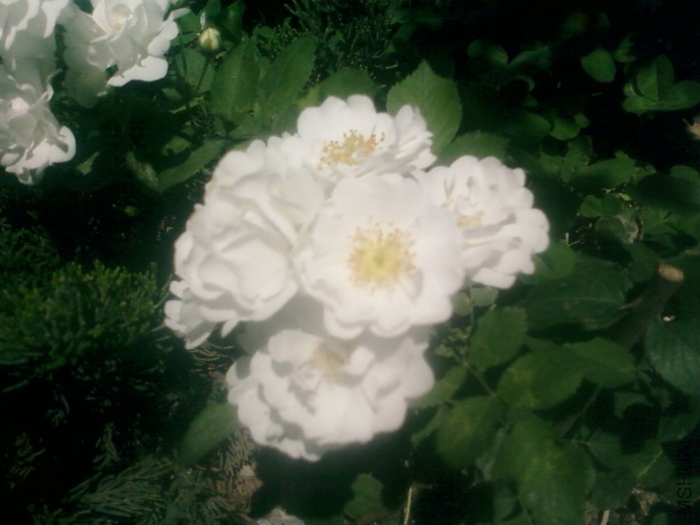 PIC-0154.jpg