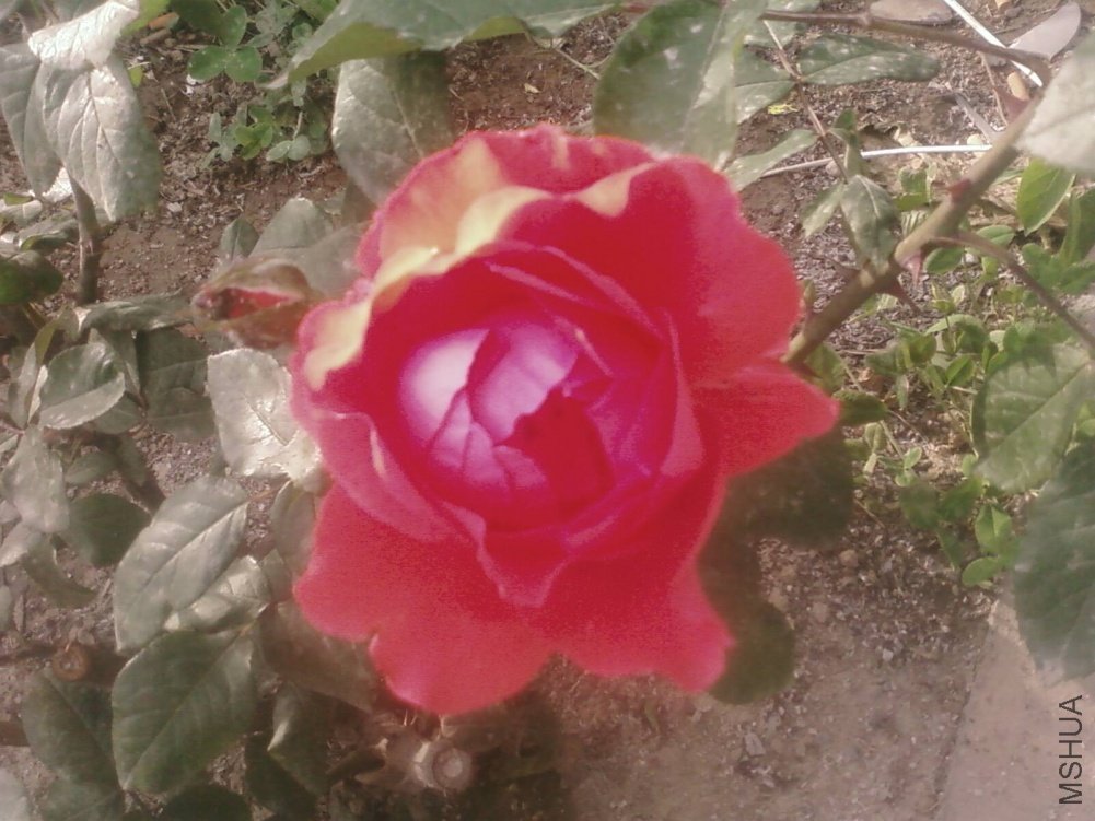 PIC-0165.jpg