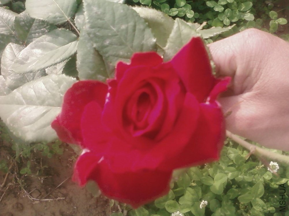 PIC-0164.jpg