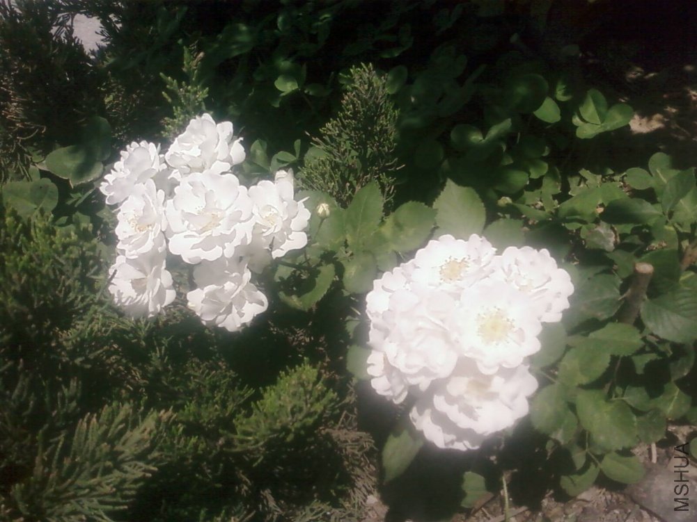 PIC-0153.jpg