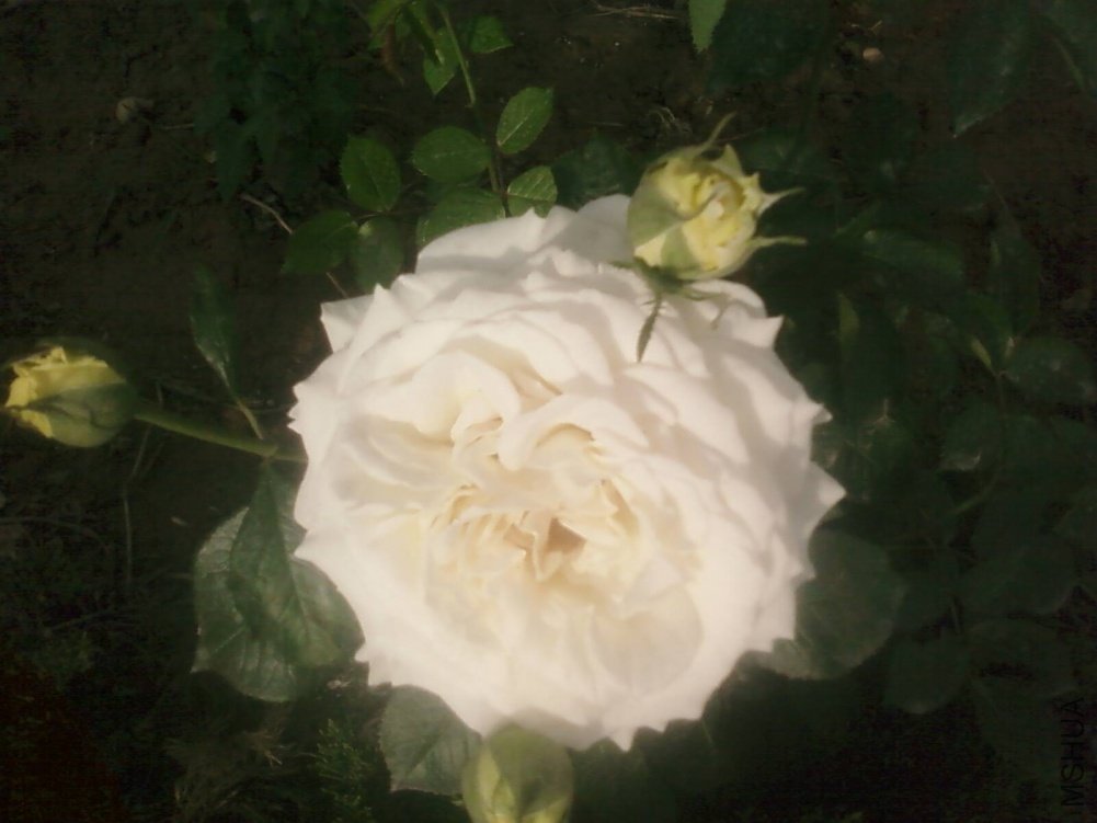 PIC-0160.jpg