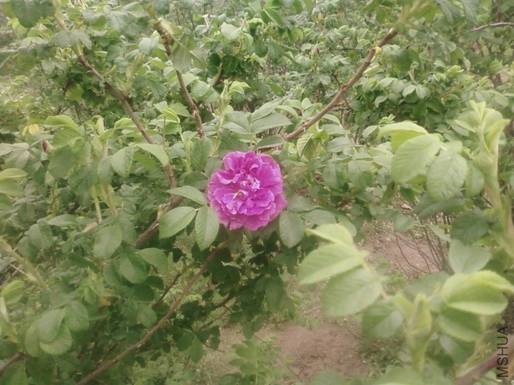 PIC-0108_1024x768.jpg
