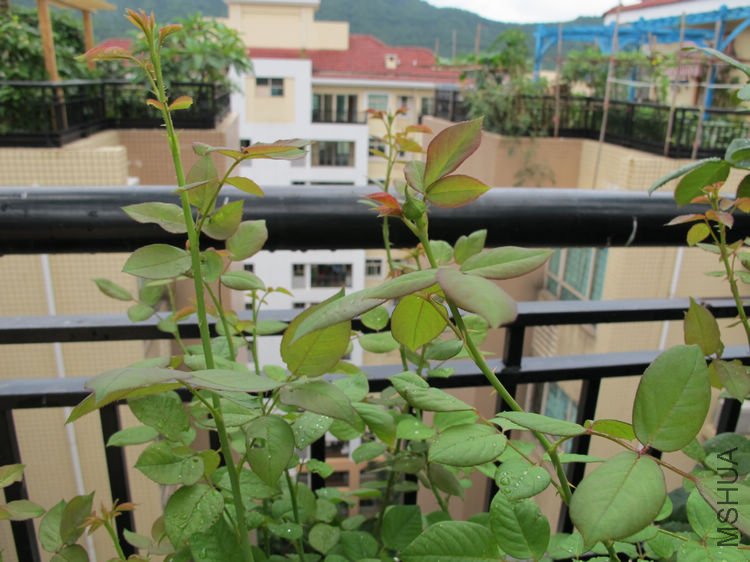 Erin rose����3.jpg