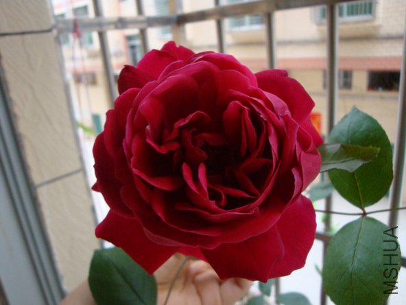 DSC03373.jpg
