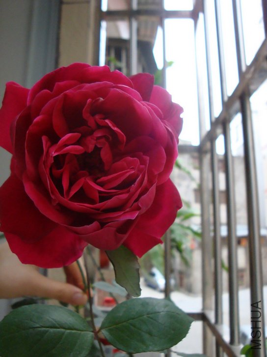 DSC03387.jpg