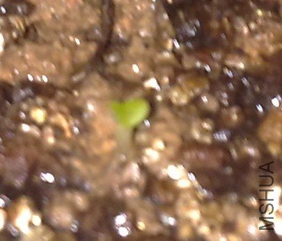 20110522948.jpg