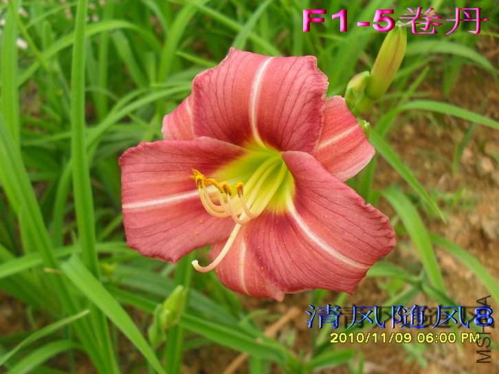 F1��7����