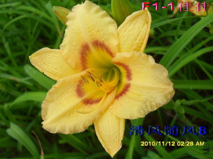 F1��2����