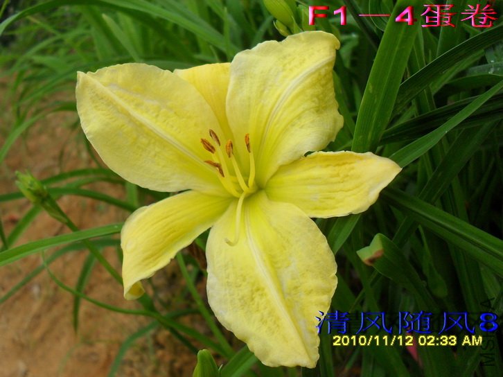 F1��6����