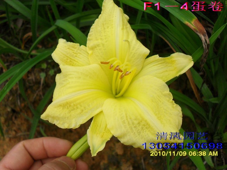 F1��5����