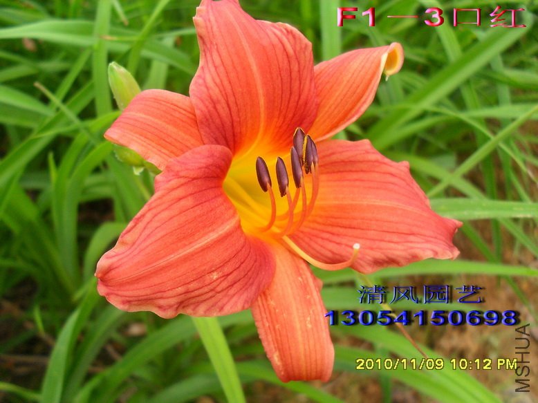 F1��4����