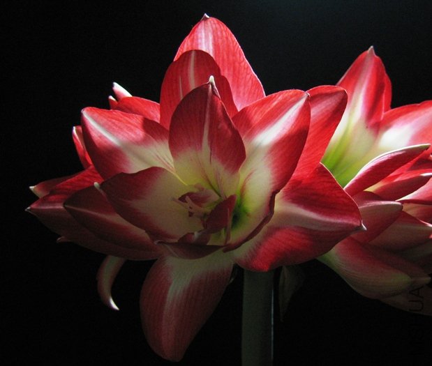 10-Blossom Peacock��2-24��.JPG