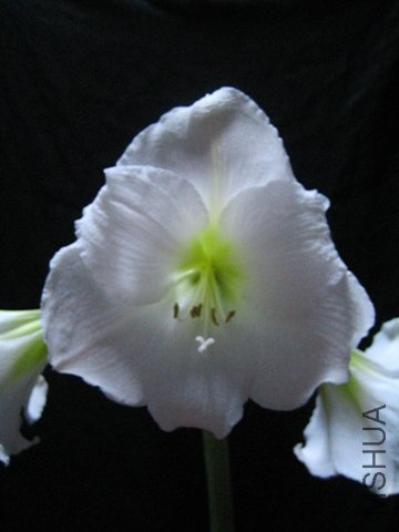 09-Ludwig Dazzler(1-1).JPG