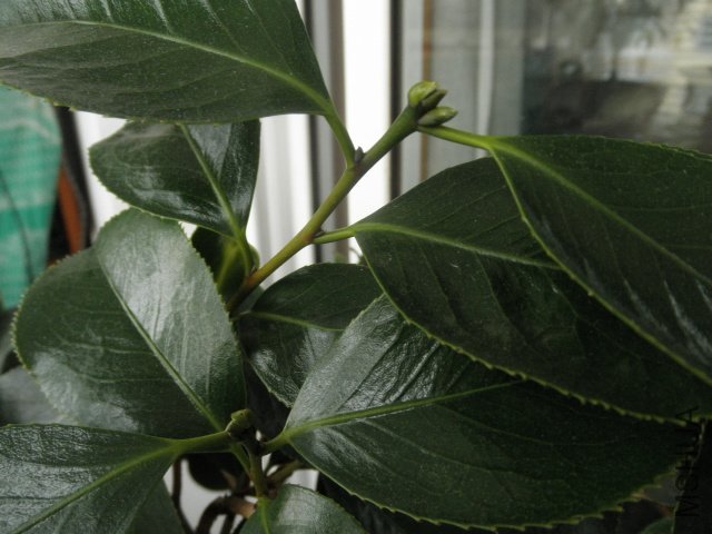 P5170157.JPG