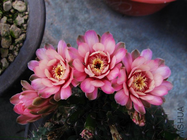 2011.05.17.������Ļ� 050.jpg