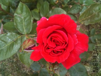 IMG_1956.jpg