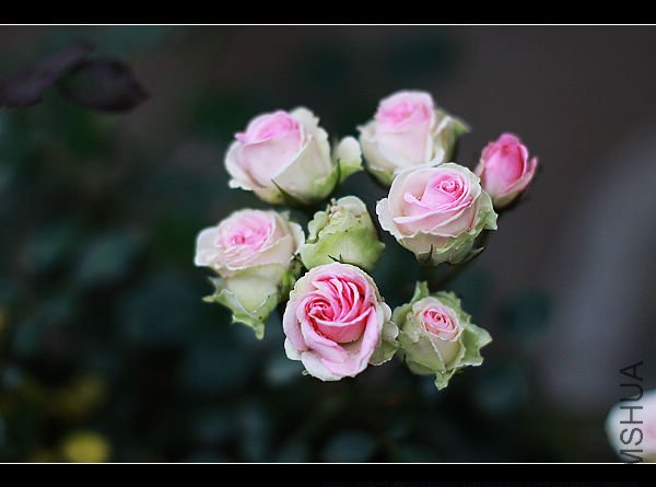 nEO_IMG_IMG_4773.jpg