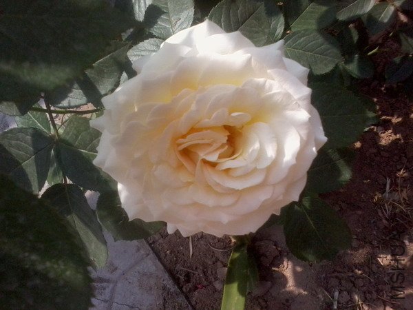 ��Ƭ0174.jpg