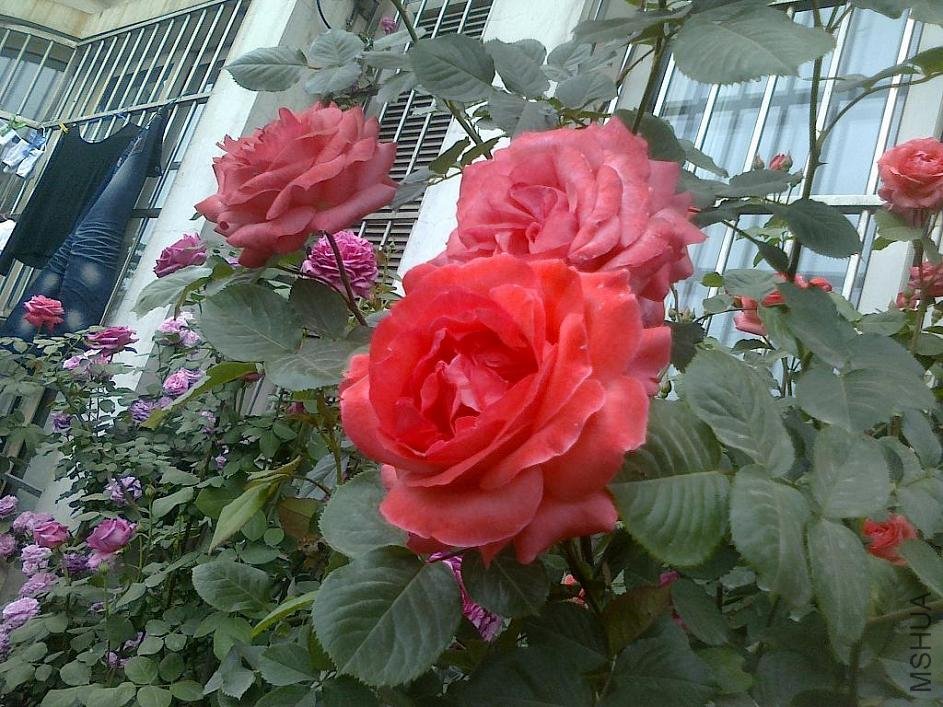 20110520762.jpg