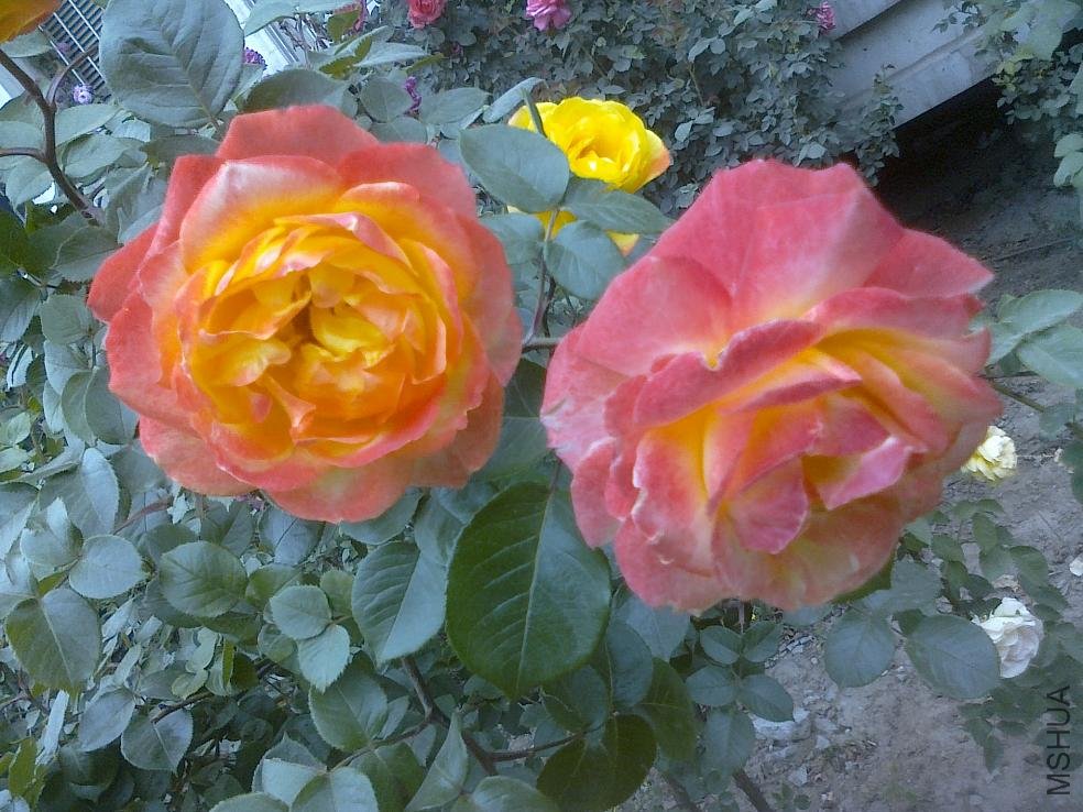 20110520765.jpg
