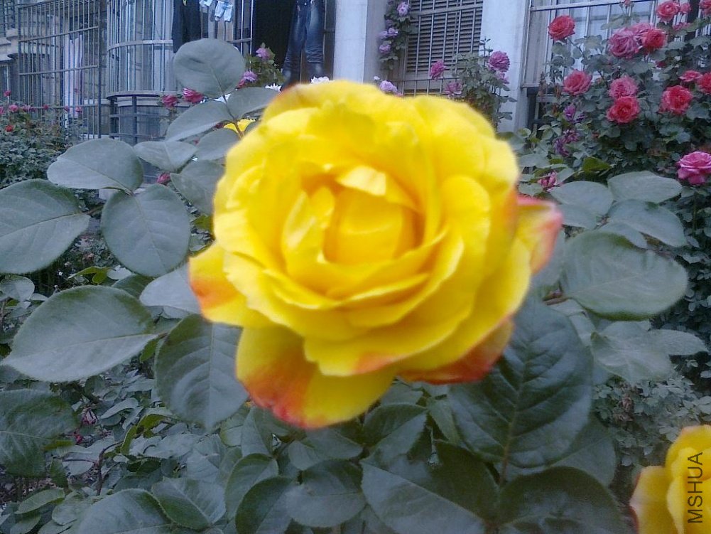 20110520767.jpg