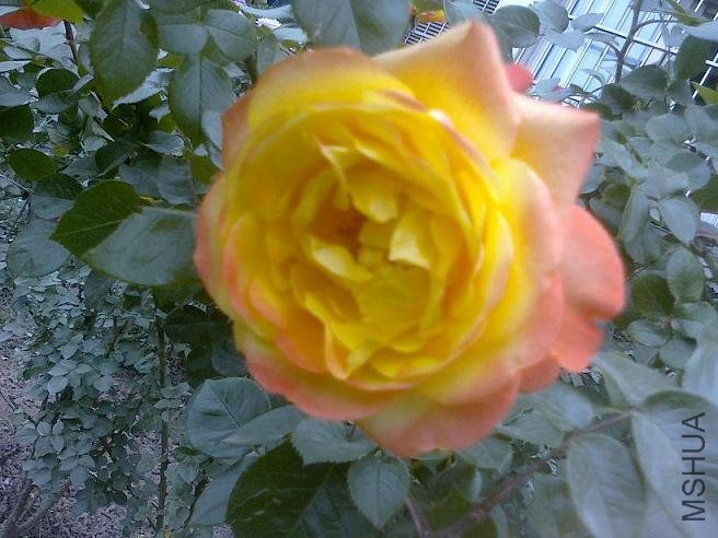20110520769.jpg