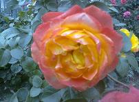 20110520766.jpg