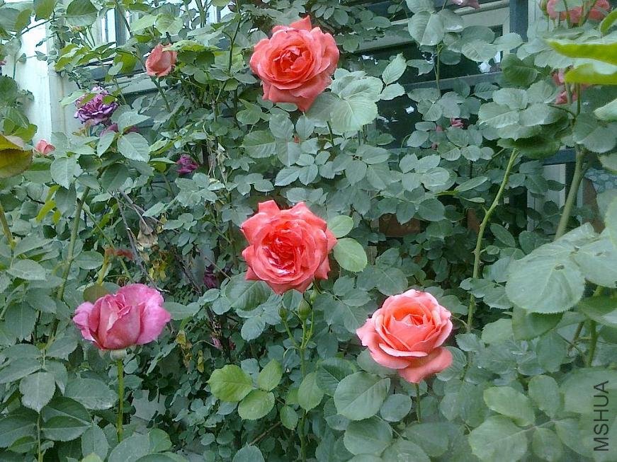 20110520764.jpg