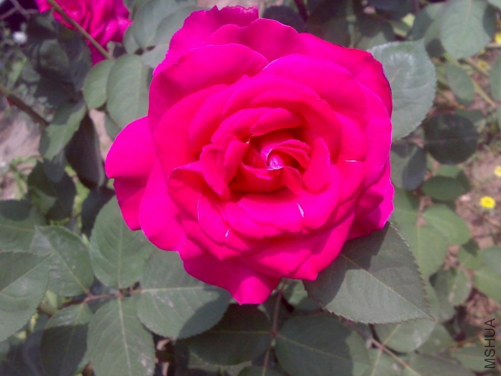 20110524160.jpg