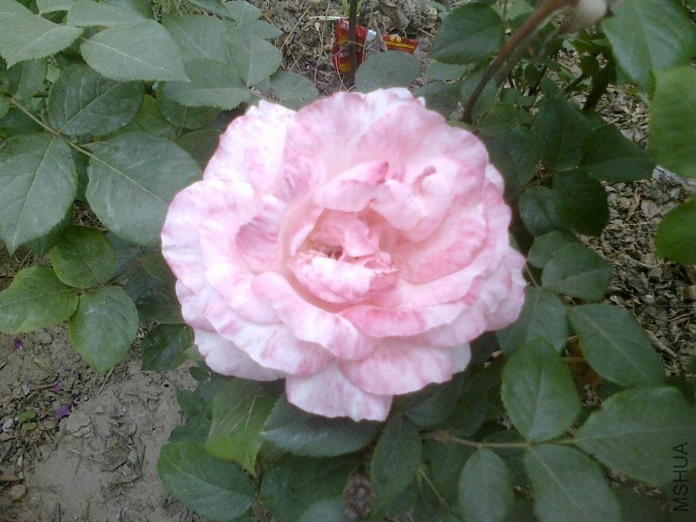 20110520775.jpg