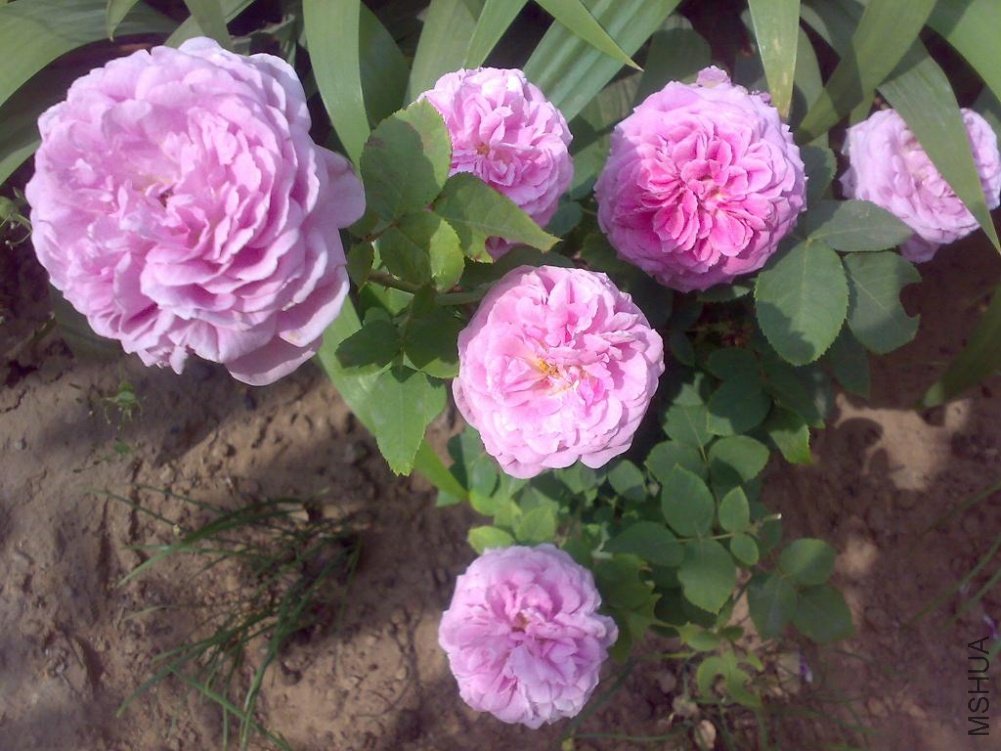 20110524158.jpg
