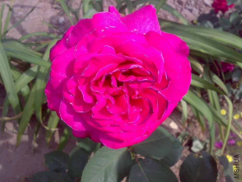 20110524162.jpg