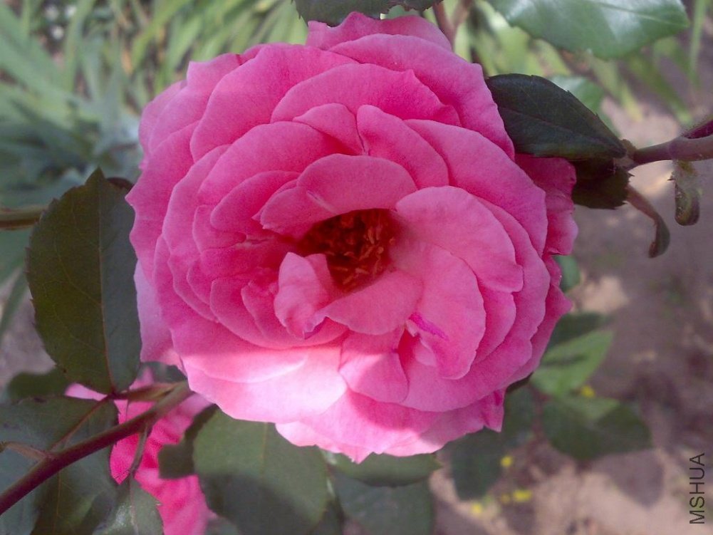 20110524161.jpg