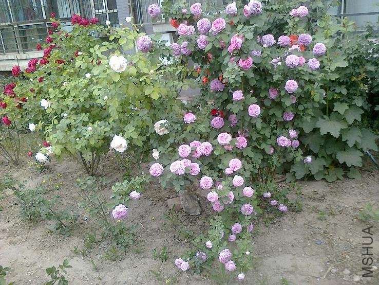 20110520783.jpg