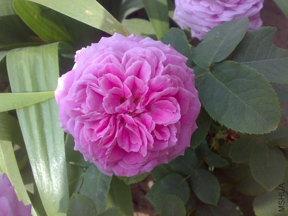 20110524159.jpg