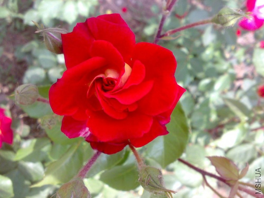 20110524163.jpg