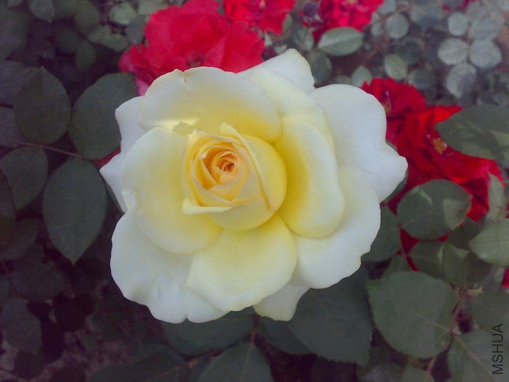 20110524176.jpg