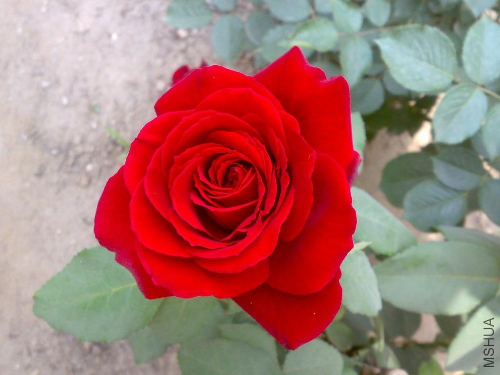 20110524174.jpg
