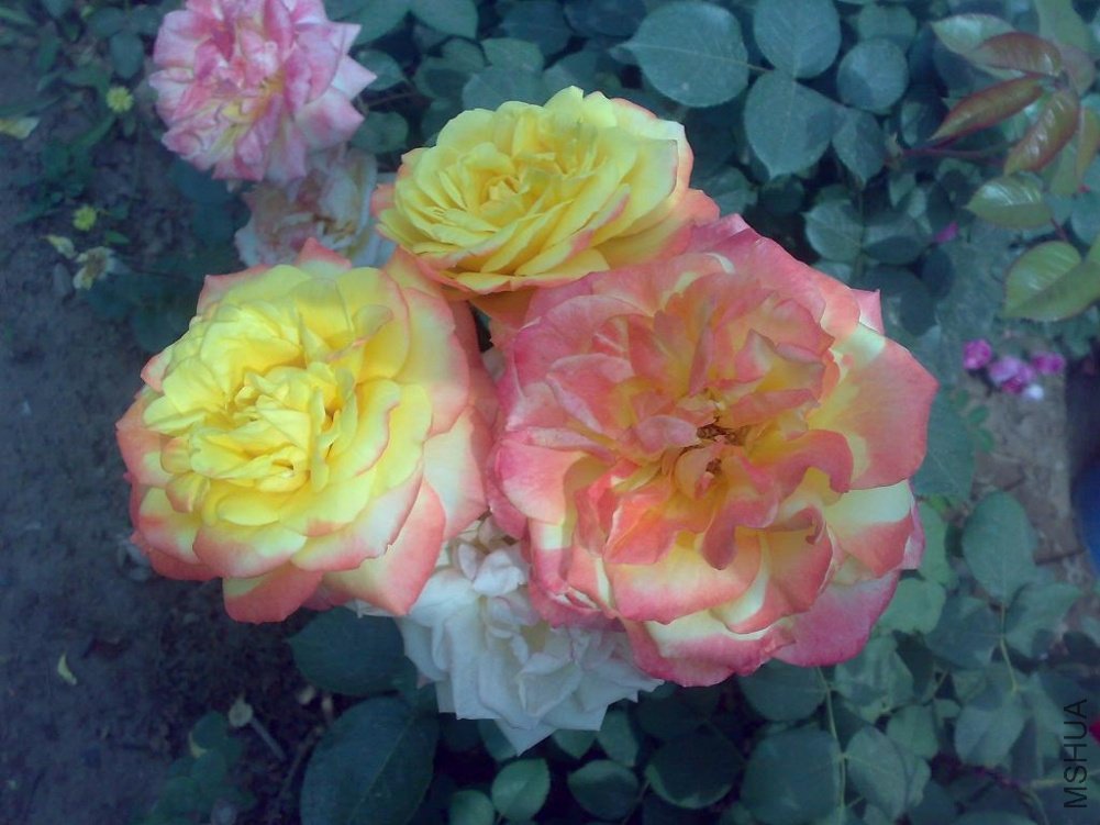 20110524177.jpg