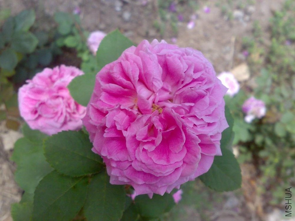 20110524181.jpg