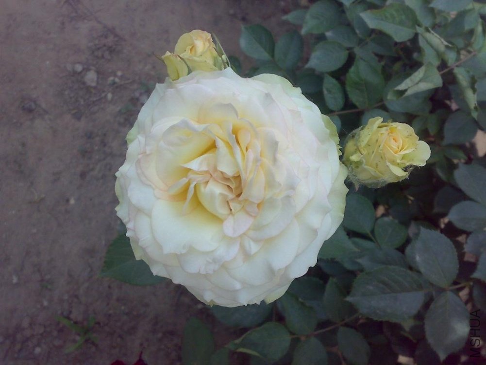 20110524173.jpg