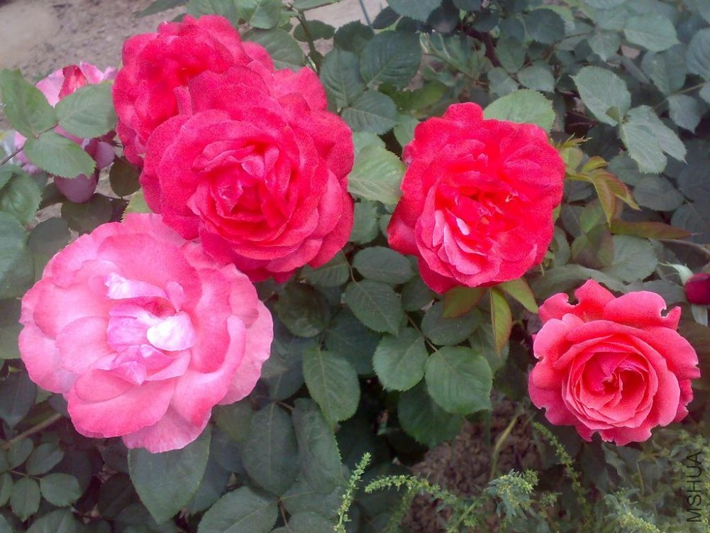 20110524172.jpg