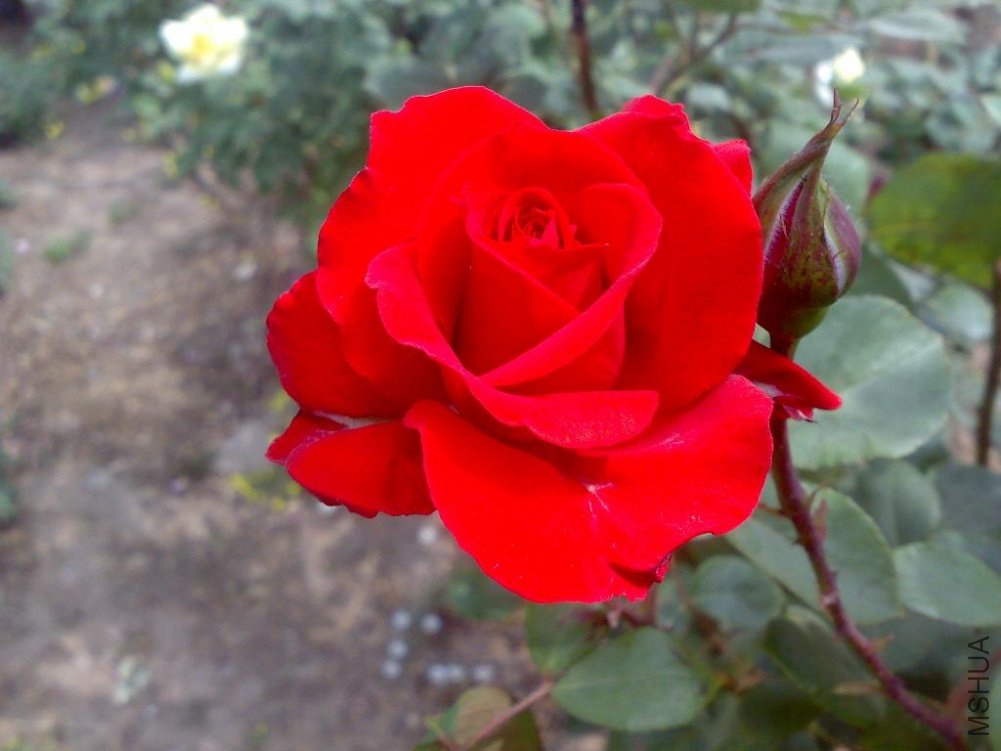 20110524165.jpg