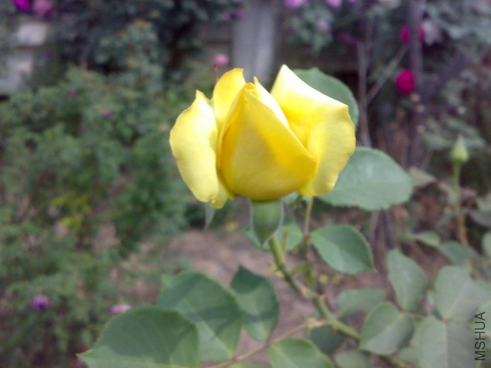 20110524167.jpg