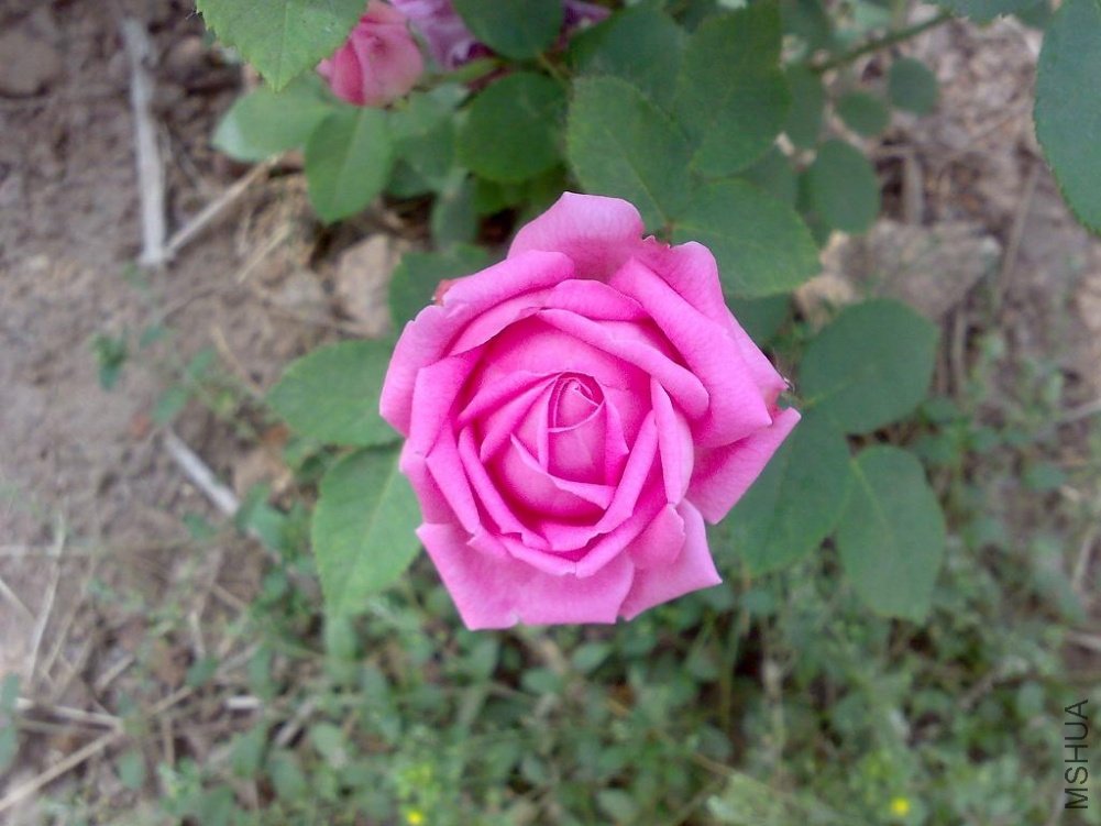 20110524180.jpg
